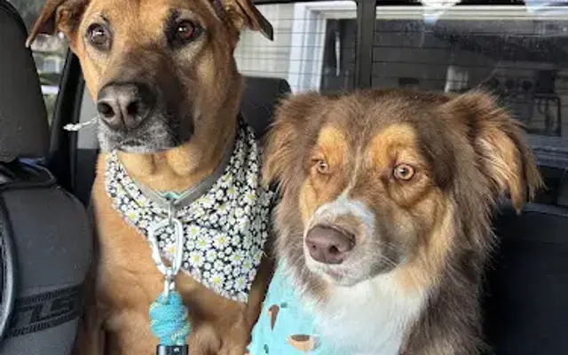 Buds N Suds Grooming in Menifee, CA