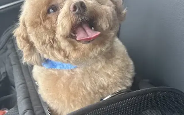 Eddie's Dog House Grooming in Porterville, CA