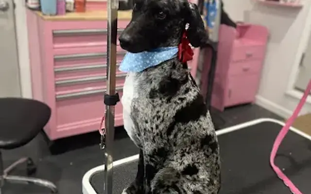 Canine Couture, LLC in Hurt, VA