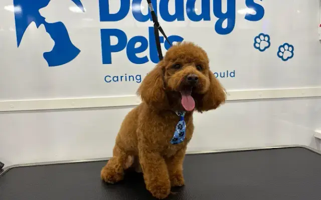DADDY' S PETS GROOMING in Delray Beach, FL