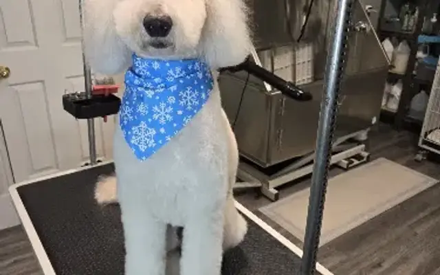 GH Grooming and Spa in Medina, NY