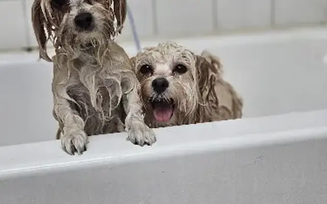 Tails of Texas Pet Resort Inc in Cypress, TX