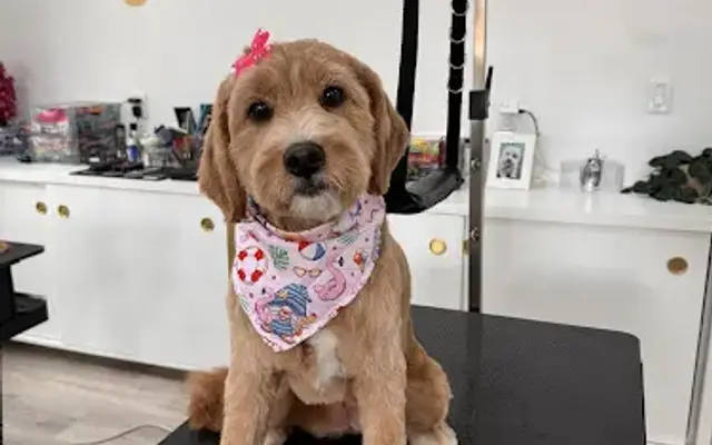 Villa Pet Grooming in Andover, MA