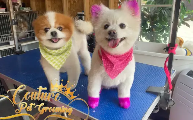 Couture Pet Grooming in Lake Elsinore, CA