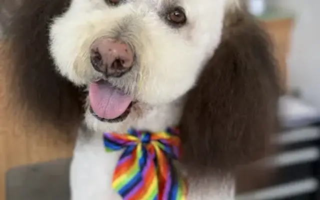 Doggie Parlour in Santa Maria, CA