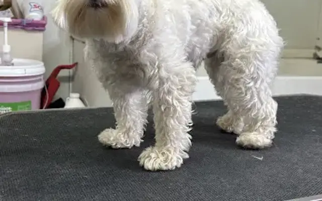 Robert's Pet Parlor in Montgomery, TX