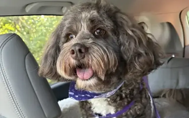 Pampered Pets Salon & Spa in Souderton, PA