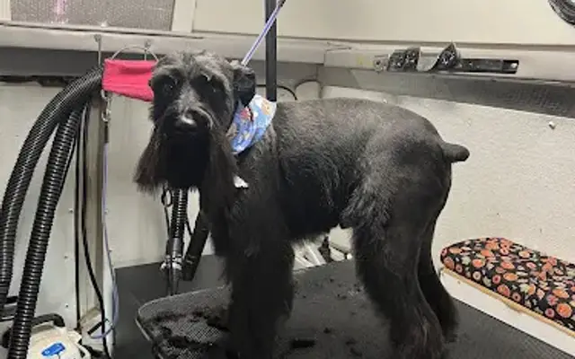 C&D Paws on the go mobile grooming in Stockton, CA