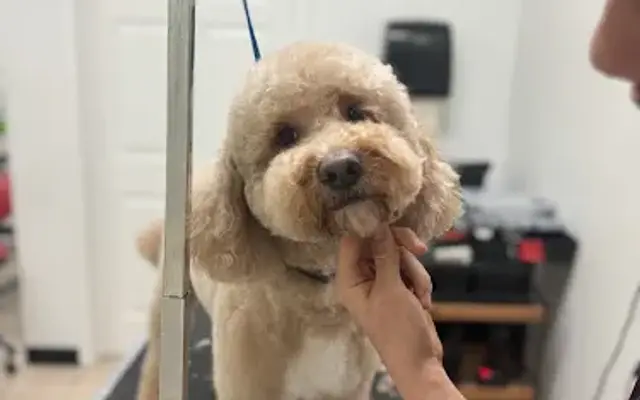 J&D Pet Grooming Service in Houston, TX