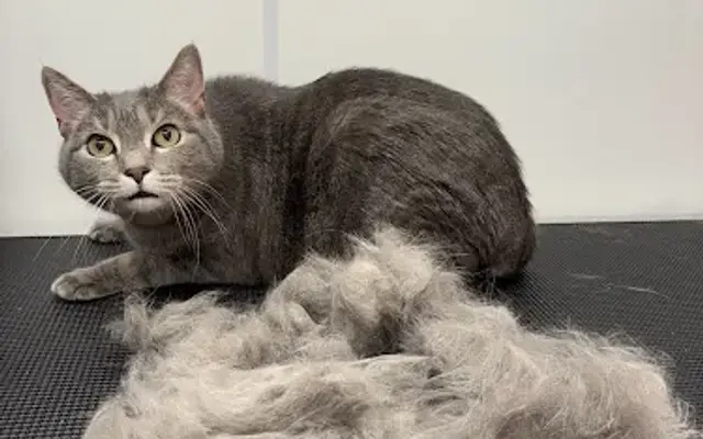 Groovy Paws Pet Salon, LLC in Murfreesboro, TN