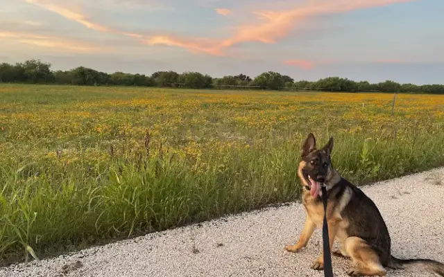 Almost Home Pet Resort in Temple, TX