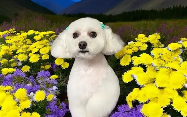 Hairy Hippie Dog Grooming Salon in Denham Springs, LA