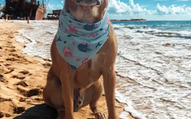 Captain Claws in Aloha, OR