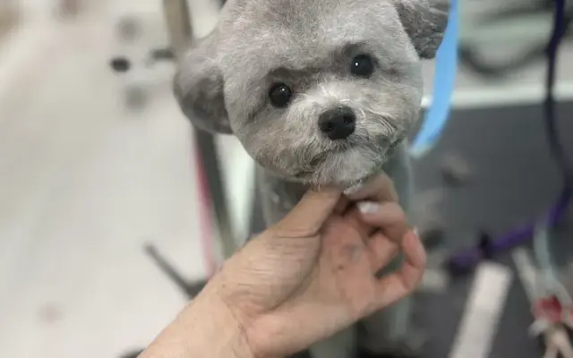 Ipet Grooming & Boarding in Dublin, CA