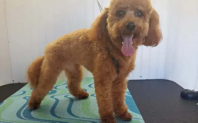 Lesley’s Barks and Bubbles mobile grooming in Shady Spring, WV