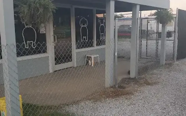 Shake It Up Pup in Amory, MS
