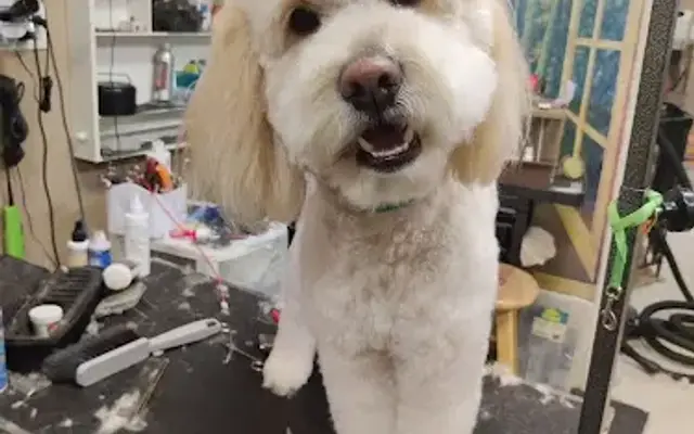Swagger & Style Pet Grooming Inc in Eastport, NY