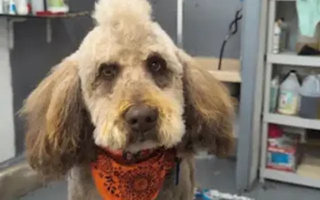 Your Neighborhood Groomer in Claremore, OK