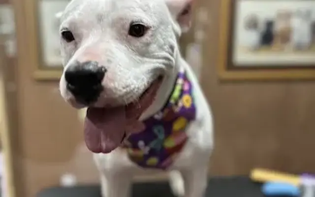 Buckaroos 360 Dog Grooming in Pauls Valley, OK