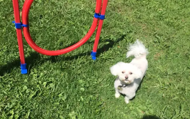 Doggy Has It in Elgin, IL