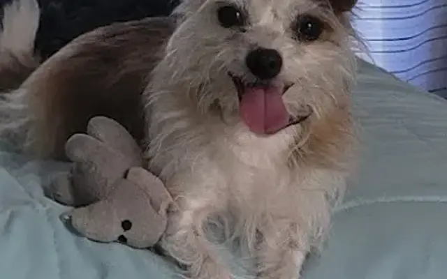 Patti The Groomer in Fruitland Park, FL