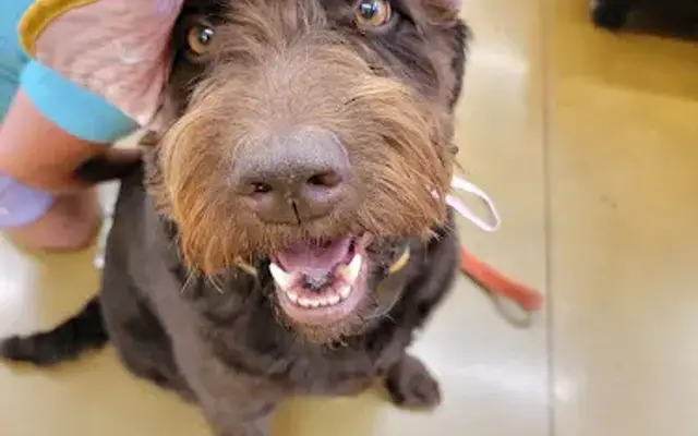 PetSmart Grooming in Oak Creek, WI