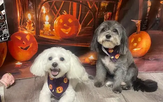 Jessy's Paw Spa in Corona, CA