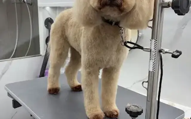 DapperTails Mobile Pet Grooming of York County in York, SC