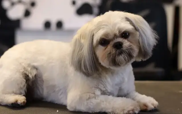 A ✂️ A Dog Grooming in Washington, UT