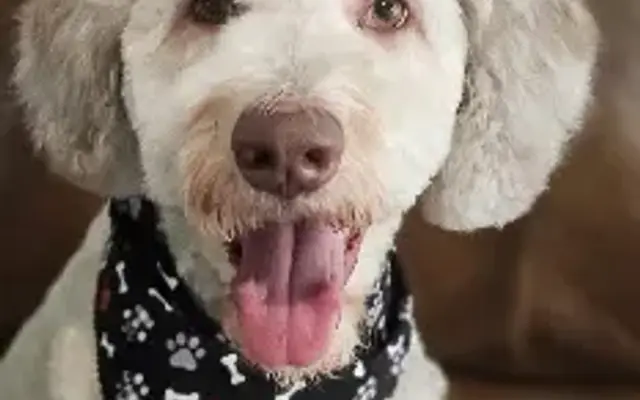 PetSmart Grooming in Rowlett, TX