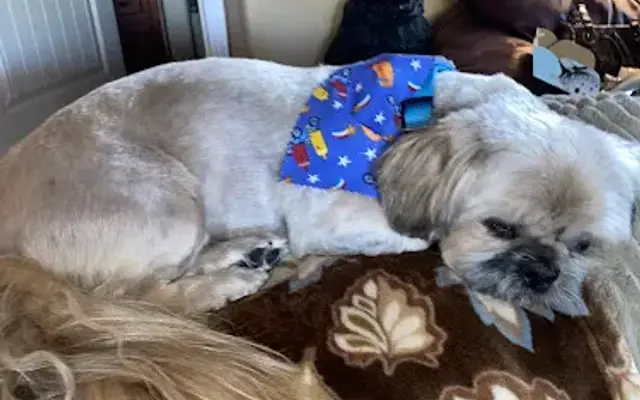 Sunshine Pet Spa in St. George, UT