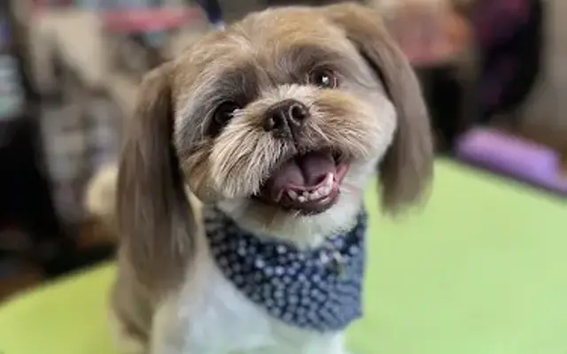 Osito Grooming Studio- House Call Dog Grooming in Tampa, FL