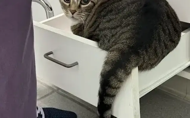 Hidden Valley Animal Hospital in Raleigh, NC