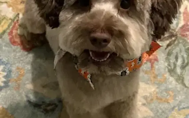 Pet Envy LLC Mobile Grooming in Charlotte, NC
