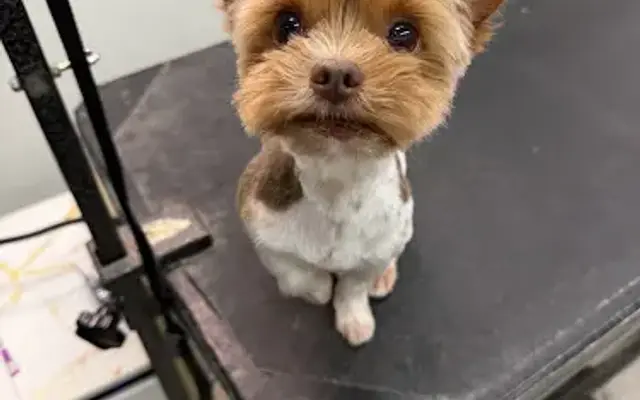 Avenue Pet Spa & Collar Co in Burlingame, CA