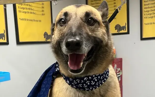 Dog Daze Grooming LLC in Owingsville, KY