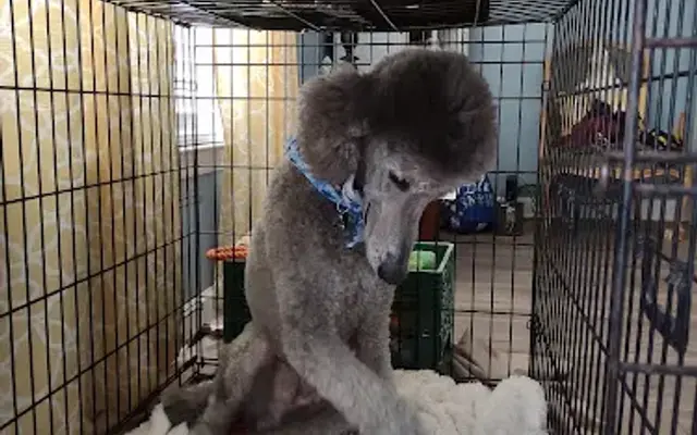 Paws Inn Kennels & Pet Center in North Myrtle Beach, SC
