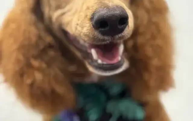 Sandy's Pet Grooming in Cabot, AR