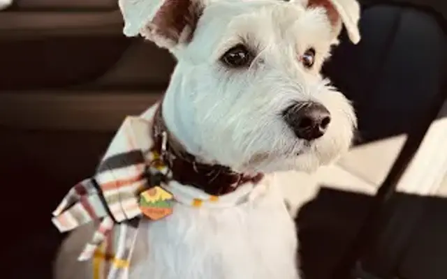 Sugar Paws Pet Salon LLC in Dublin, CA