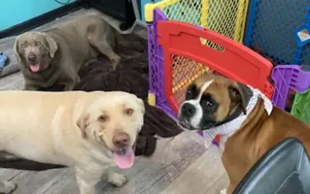 Paws to the Wall, llc in Bloomingdale, GA