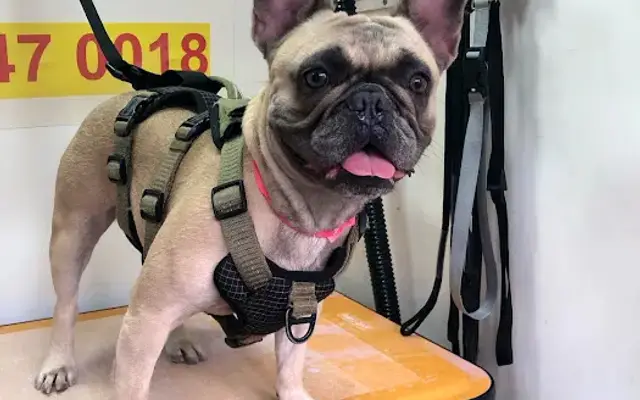 Lucy grooming in Hallandale Beach, FL