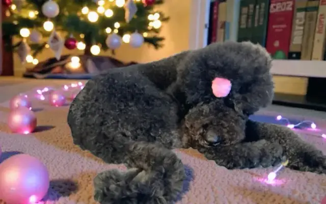 The Dapper Doodle Salon in Myerstown, PA