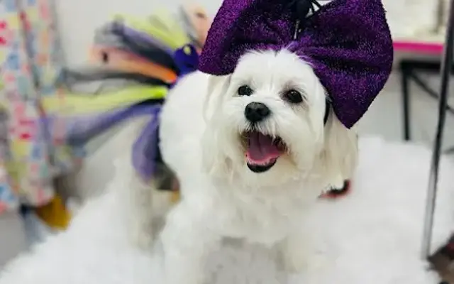 Olinda's Pet Grooming and Hotel in Miami, FL