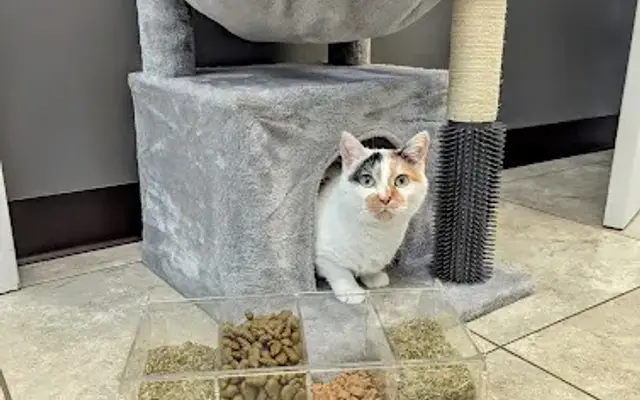 Navy Boulevard Animal Hospital in Pensacola, FL