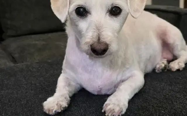TLC Mobile pet grooming LLC in Livingston, TX