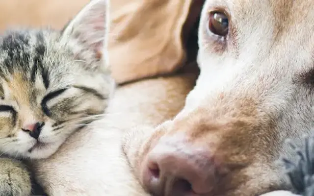 Newport Center Animal Hospital & Pet Hotel Suites in Newport Beach, CA