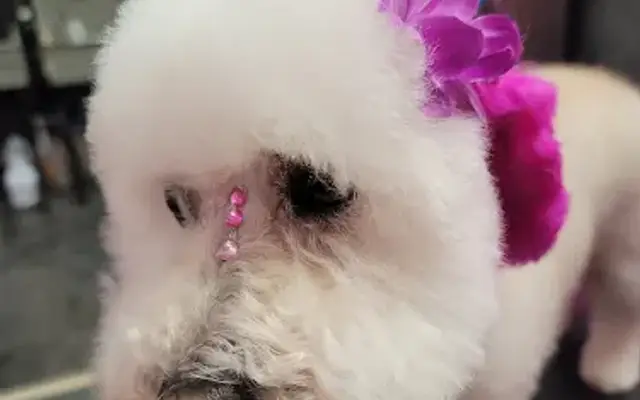 Glamour Pooch Grooming Spa in San Fernando, CA