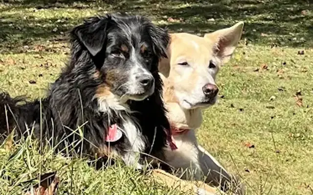Paws and Reset LLC in Seven Valleys, PA