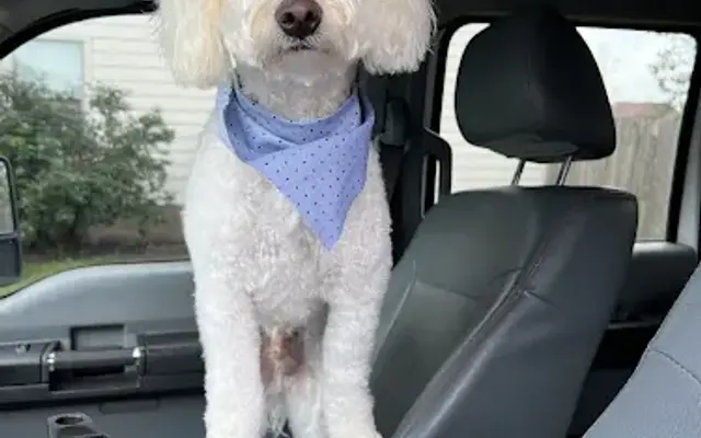 Fluff Haven in Georgetown, TX