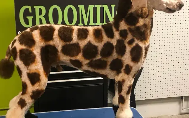 ALL PAWZ GROOMING in Butler, PA